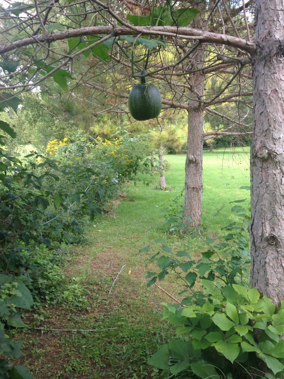 pumpkin in tree